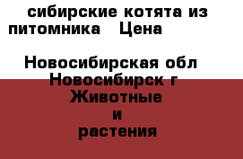сибирские котята из питомника › Цена ­ 15 000 - Новосибирская обл., Новосибирск г. Животные и растения » Кошки   . Новосибирская обл.